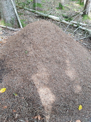 Formica rufa
