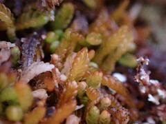 Odontoschisma denudatum