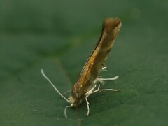 Argyresthia goedartella