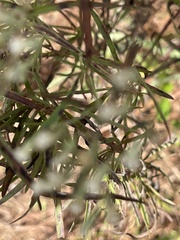 Eupatorium torreyanum