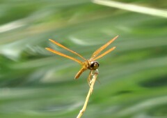 Perithemis tenera