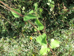 Simsia foetida
