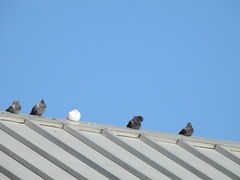 Columba livia domestica