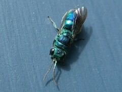 Chrysididae
