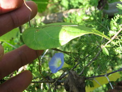 Ipomoea aristolochiifolia