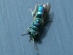 Chrysididae