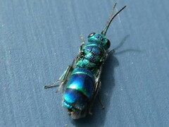 Chrysididae