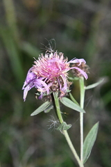 Centaurea × livonica