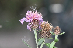 Centaurea × livonica