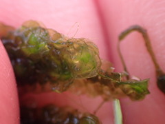 Scapania undulata