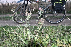 Centaurea × livonica