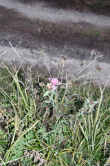Centaurea × livonica