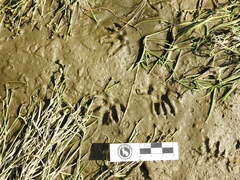 Didelphis albiventris