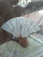 Urapteroides astheniata