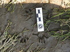 Didelphis albiventris