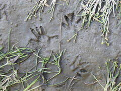 Didelphis albiventris