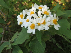Montanoa