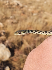 Philothamnus semivariegatus