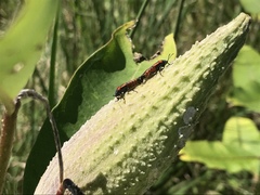 Lygaeus kalmii angustomarginatus