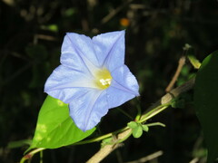 Ipomoea cardiophylla