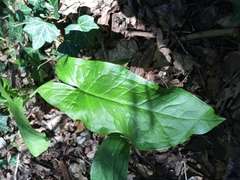 Arum maculatum