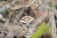 Grammodes
