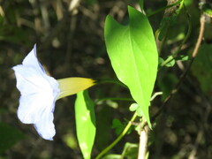 Ipomoea cardiophylla