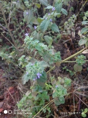 Mesosphaerum suaveolens
