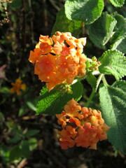 Lantana horrida