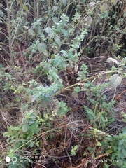 Mesosphaerum suaveolens