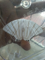 Urapteroides astheniata