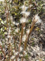 Andropogon ternarius