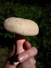 Russulales