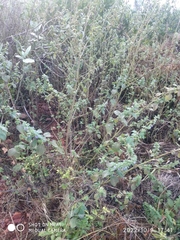 Mesosphaerum suaveolens