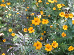 Tagetes tenuifolia