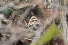 Grammodes