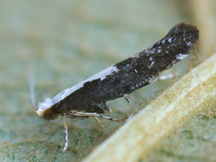 Argyresthia pulchella