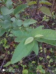 Psidium guajava