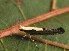 Argyresthia pulchella