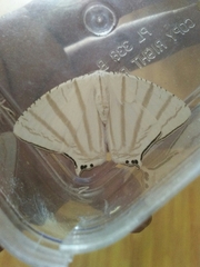 Urapteroides astheniata