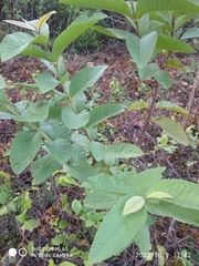 Psidium guajava