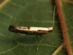 Argyresthia pulchella