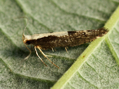 Argyresthia pulchella