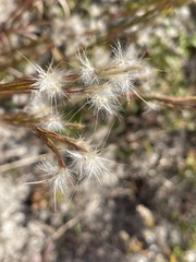 Andropogon ternarius
