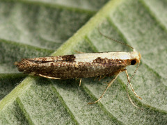 Argyresthia pulchella