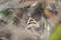 Grammodes