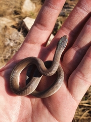 Crotaphopeltis hotamboeia