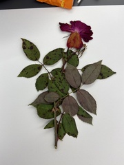 Diplocarpon