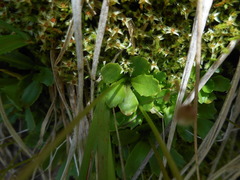 Micranthes stellaris robusta