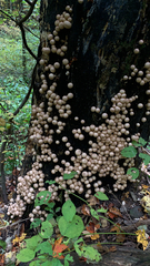 Apioperdon pyriforme